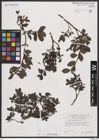 Foto von Salix breviserrata Flod.